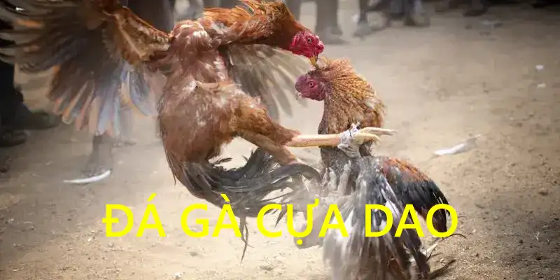 Đá gà cựa dao Hot789