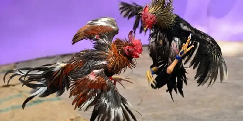 So sánh đá gà cựa dao và truyền thốngSo sánh đá gà cựa dao và truyền thống